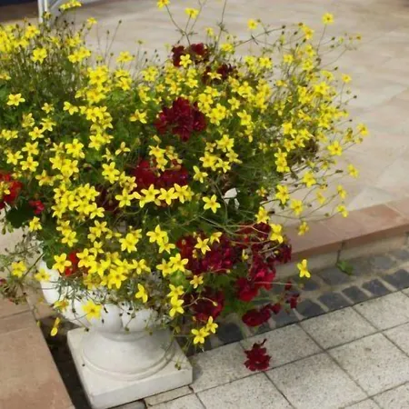 Hotel Gasthof Scheer Feriendomizil