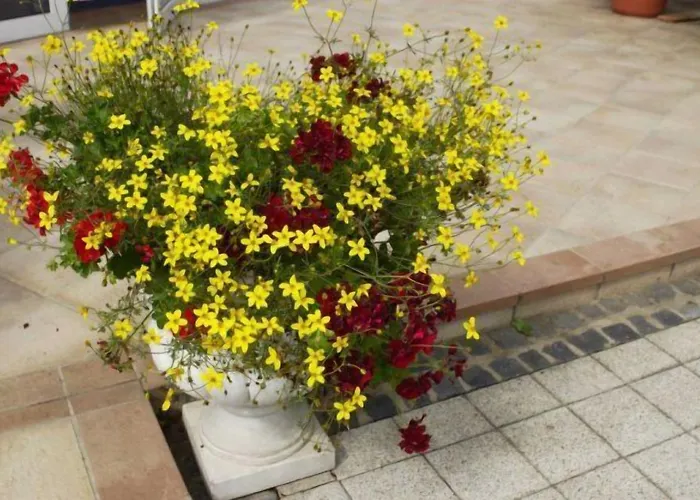 Hotel Hotel Gasthof Scheer